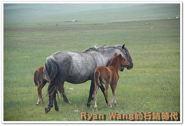 外蒙古旅遊491 外蒙古旅遊491