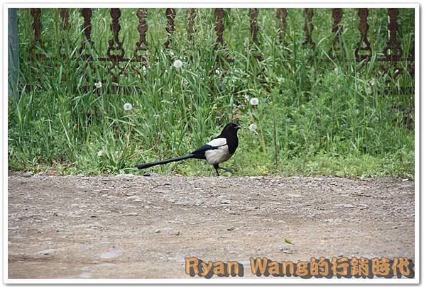 外蒙古旅遊492 外蒙古旅遊492