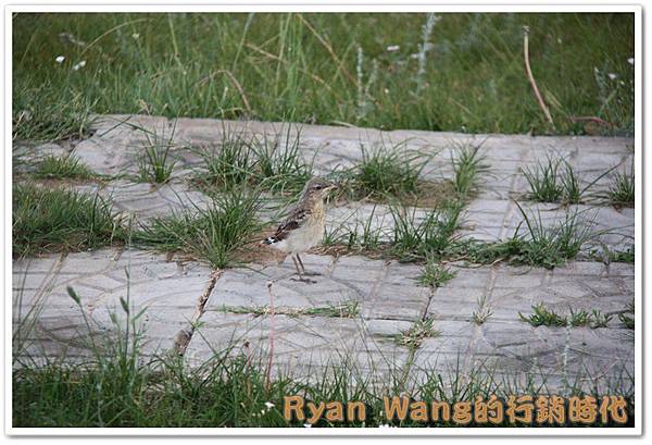 外蒙古旅遊493 外蒙古旅遊493