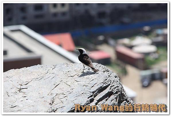 外蒙古旅遊495 外蒙古旅遊495