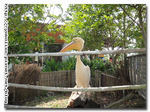 比美大賽-大嘴鳥