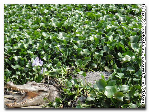 比美大賽-鱷魚先生