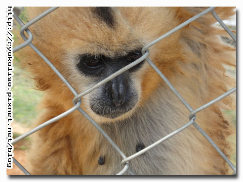 比美大賽-偶的奶奶比較黑