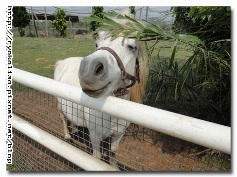 比美大賽-親切大使身騎白馬白大哥