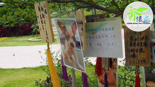 狗狗死掉 狗狗死掉