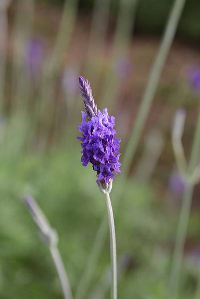 IMG_1921 IMG_1921