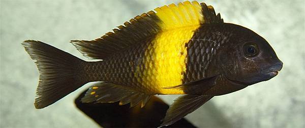 tropheus bemba