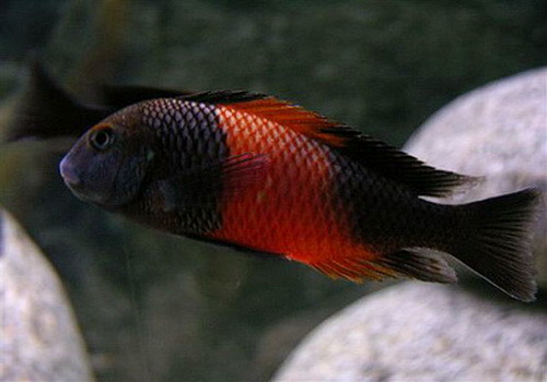 Tropheus_Moorii__Bemba_SNZ