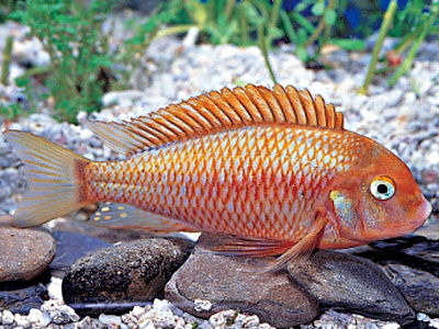 Tropheus moorii Moliro Red albino