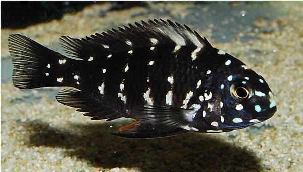 Tropheus duboisi