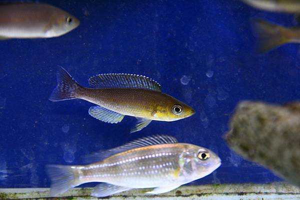Cyprichromis microlepidotus kigoma