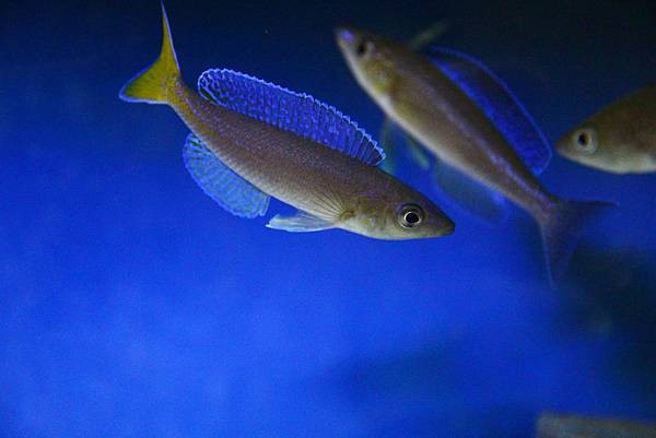 Cyprichromis microlepidotus kigoma (7)