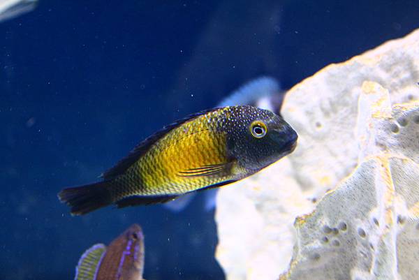 Tropheus moorii Mpulungu Kasakalawe (3)