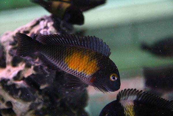 Tropheus moorii Mpulungu Kasakalawe (4)