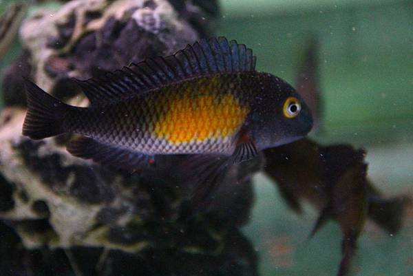 Tropheus moorii Mpulungu Kasakalawe (6)