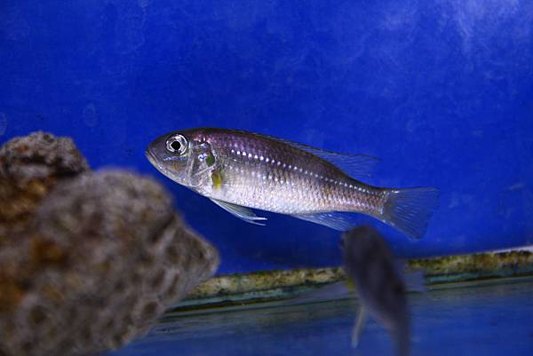 Limnochromis auritus