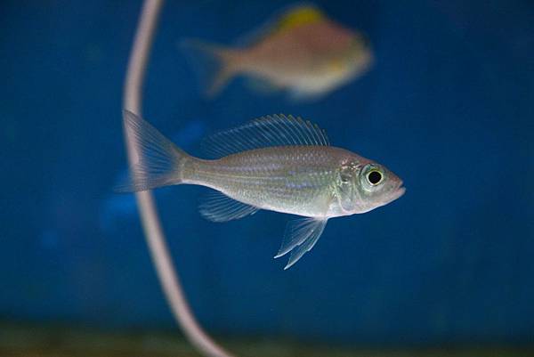 Aulonocranus dewindti Aulonocranus dewindti