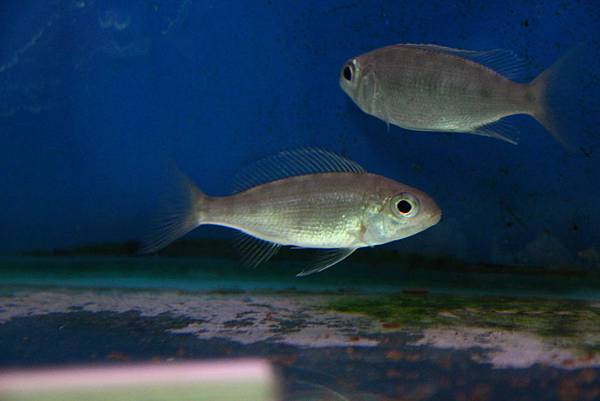 Cyathopharynx foai Cyathopharynx foai