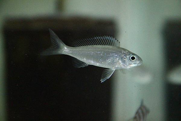 Cyathopharynx furcifer Cyathopharynx furcifer