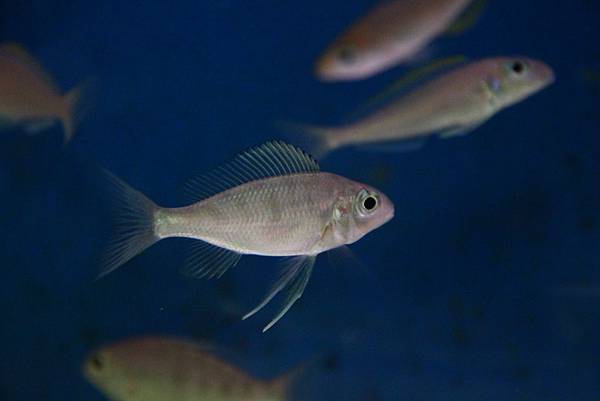 Ophthalmotilapia nasuta Ophthalmotilapia nasuta
