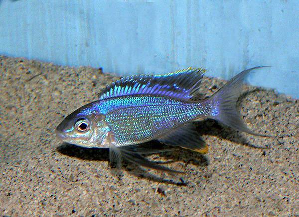 Cyathopharynx furcifer Cyathopharynx furcifer