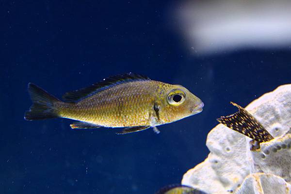 Callochromis macrops (2)