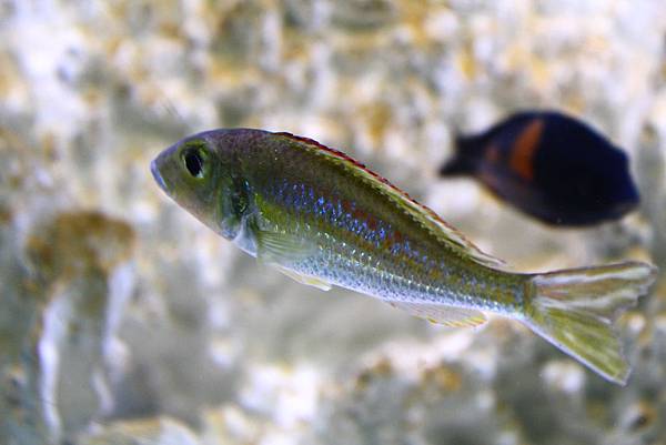 Callochromis pleurospilus Masswa (3)