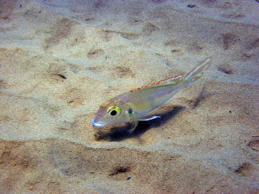 Callochromis