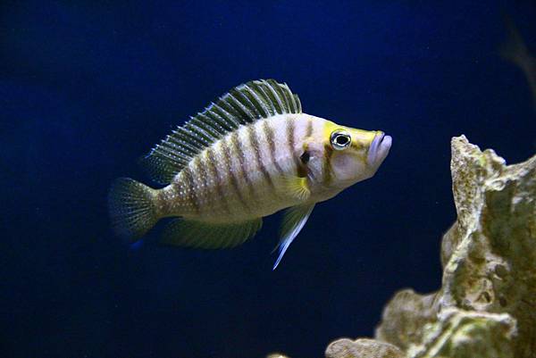 Altolamprologus compressiceps gold Altolamprologus compressiceps gold