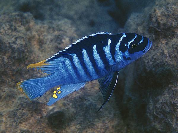 Metriaclima sp. Metriaclima sp.