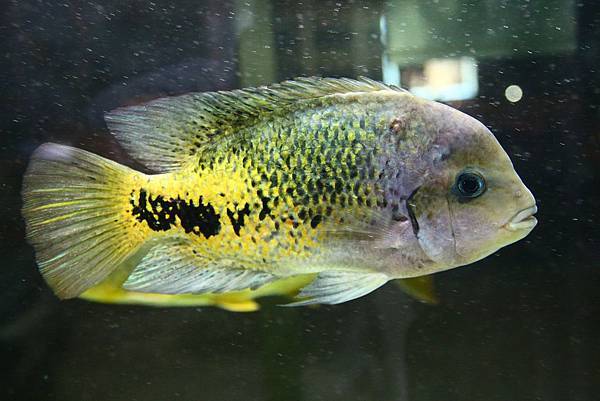 紫紅火口 紫紅火口