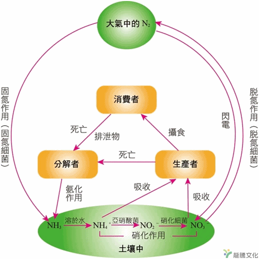 氮循環