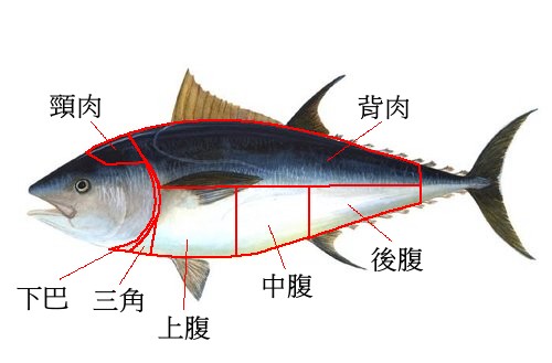 鮪魚部位