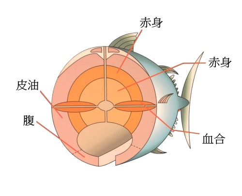 剖面