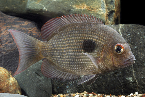 Paretroplus maculatus Paretroplus maculatus
