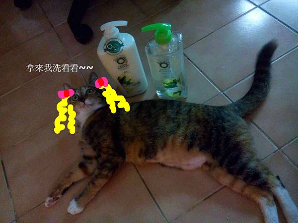 毛茸茸也要洗 毛茸茸也要洗