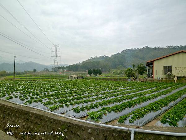 大湖草莓季2.JPG 大湖草莓季2.JPG