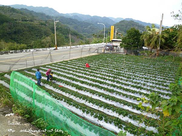 大湖草莓季2 (3).JPG 大湖草莓季2 (3).JPG