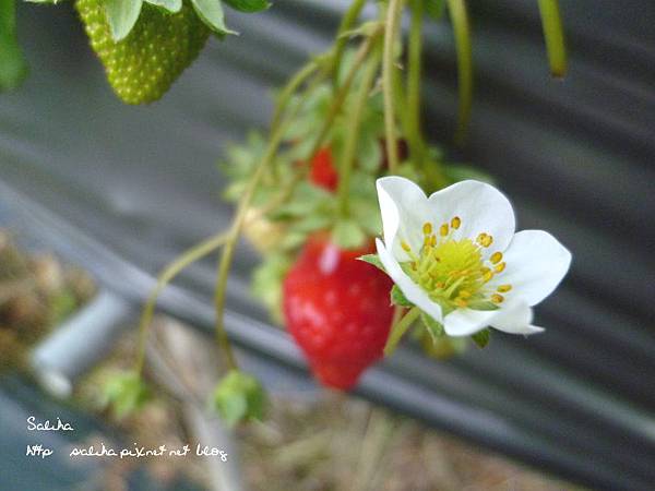 大湖草莓季2 (9).JPG 大湖草莓季2 (9).JPG