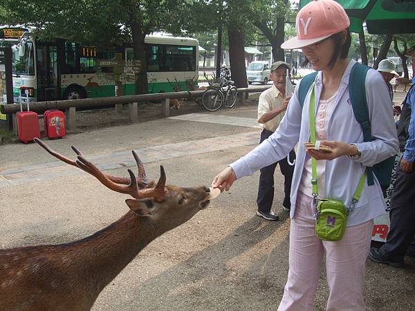 奈良公園-鹿