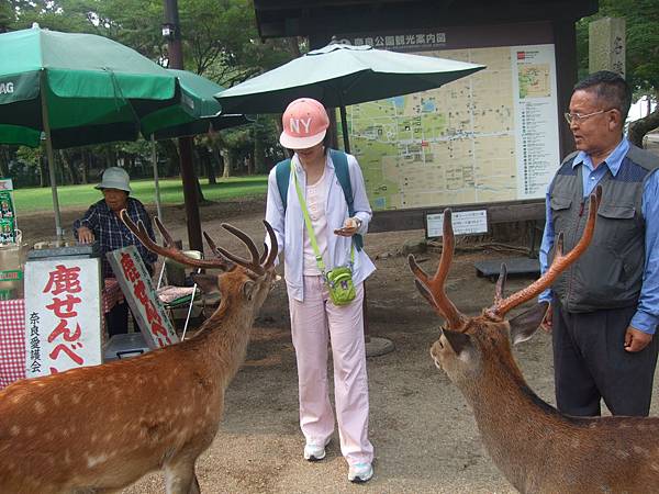 奈良公園-鹿