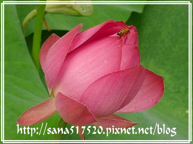 PhotoCap_004