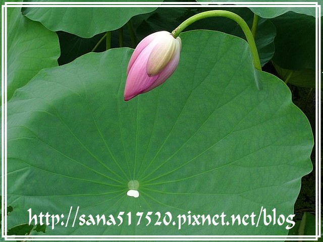 PhotoCap_010