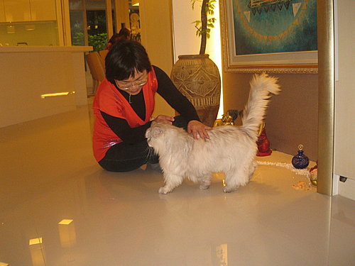 玫瑰鹽燈與波斯貓 玫瑰鹽燈與波斯貓