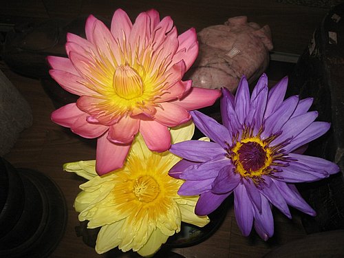 蓮花鹽燈 美麗交會 蓮花鹽燈 美麗交會