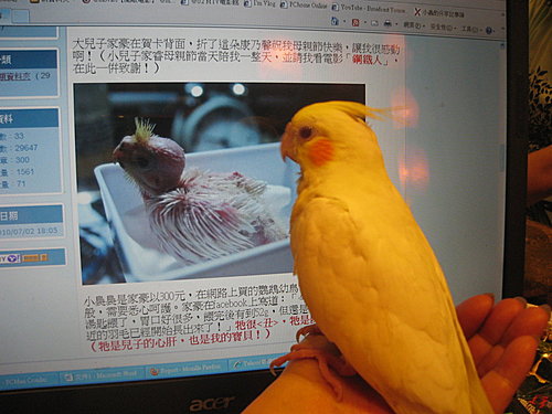 鸚鵡裊裊回台北 玫瑰鹽燈變鳥來嬤 鸚鵡裊裊回台北 玫瑰鹽燈變鳥來嬤