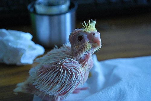 鸚鵡BABY「裊裊」 鹽燈之子寵物 鸚鵡BABY「裊裊」 鹽燈之子寵物