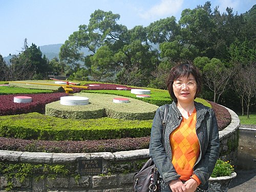 陽明山櫻花開了 地球暖化現象