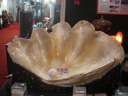 象山第一站 億年車磲曝光 象山第一站 億年車磲曝光