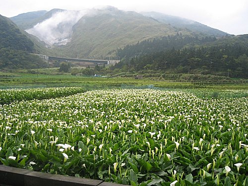 陽明山竹子湖 海芋盛開 陽明山竹子湖 海芋盛開
